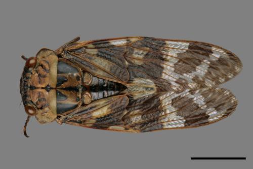 Platypleura kaempferi[蟪蛄][00075725]