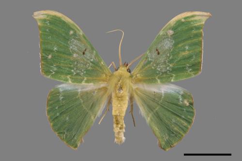 Tanaorhinus viridiluteatus[雙點鐮翅青尺蛾][00056772]