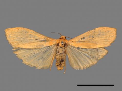Eilema magnata[巨土苔蛾][00021873]