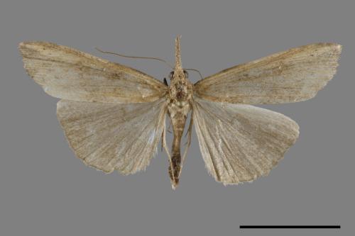 <已分類>Genus：Hypena[00091664]