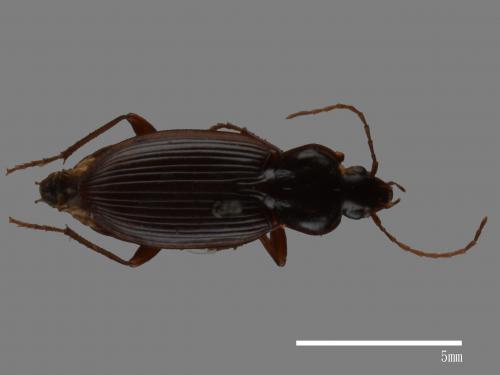 <已分類>Family：Carabidae[步行蟲科][00083012]