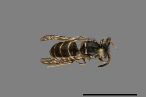 Vespula flaviceps[細黃胡蜂][00073002]