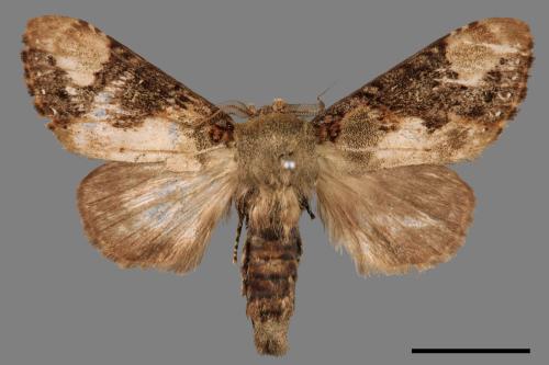 Formofentonia orbifer rotundata[圓紛舟蛾][00027618]