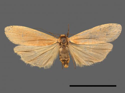 Tigrioides immaculatus[黃苔蛾][00042429]