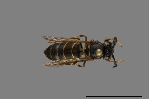 Vespula flaviceps[細黃胡蜂][00073080]