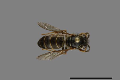 Vespula flaviceps[細黃胡蜂][00073261]