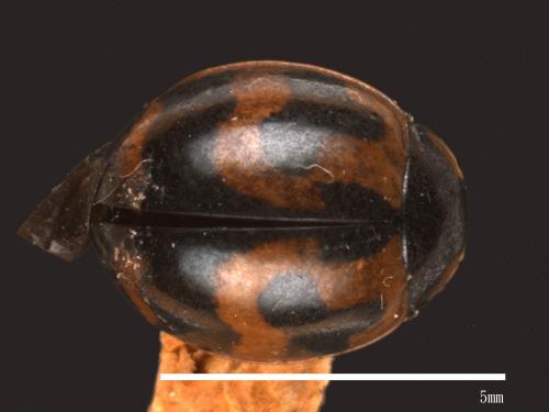 Coccinella transversalis[狹臀瓢蟲][00085991]