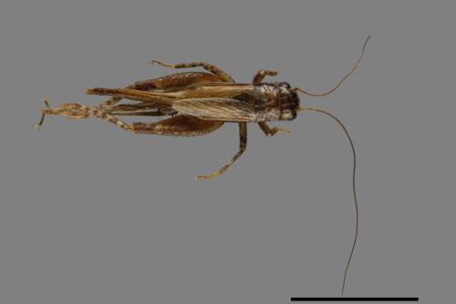 <已分類>Family：Gryllidae[蟋蟀科][00054444]