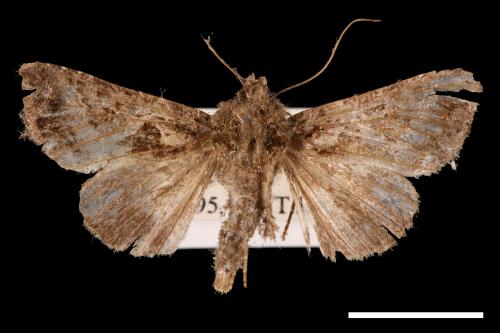 Ctenoplusia adiaphora[00003694]