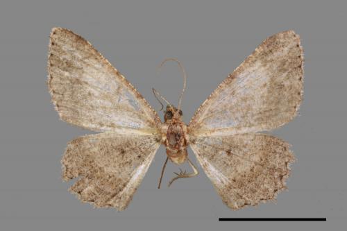 Psilalcis breta rantaizana[巒大山小尺蛾][00022241]