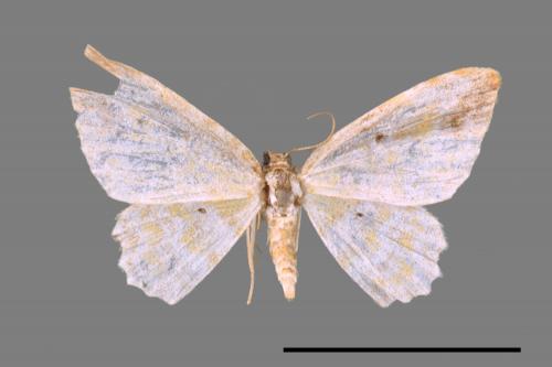 Acolutha pictaria imbecilla[前褐帶黃波尺蛾][00047696]