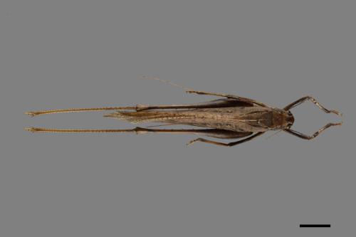 Mecopoda elongata[台灣騷蟴][00086906]