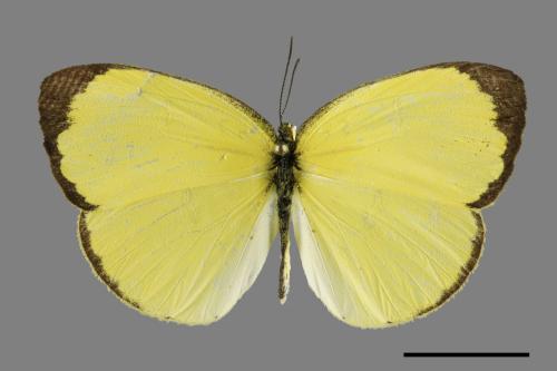 Eurema blanda arsakia[臺灣黃蝶][00101587]