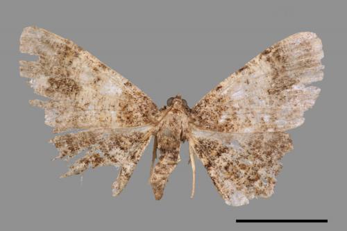 Satoblephara owadai[腹毛墨紋尺蛾][00047833]