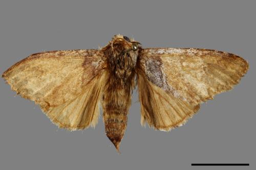 Pseudofentonia diluta variegata[迴舟蛾][00057454]