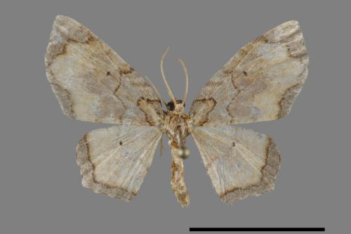 Palpoctenidia phoenicosma semilauta[紫角紋波尺蛾][00091334]