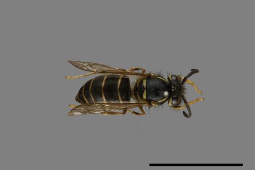 Vespula flaviceps[細黃胡蜂][00073326]