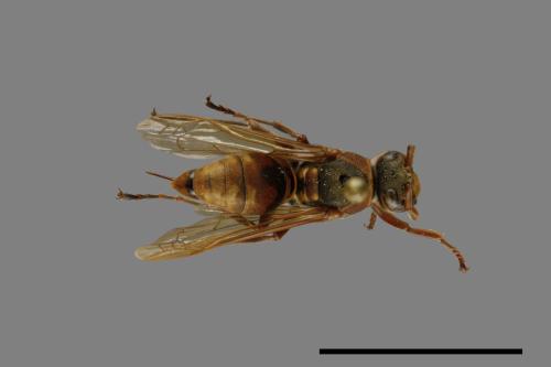 Polistes takasagonus[雙斑長腳蜂][00073548]