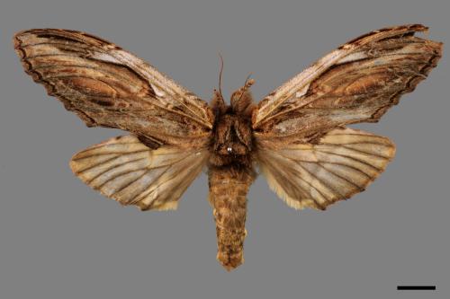 Acmeshachia gigantea[話筒舟蛾][00057339]