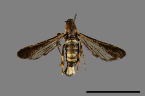 <已分類>Family：Sesiidae[透翅蛾科][00071392]