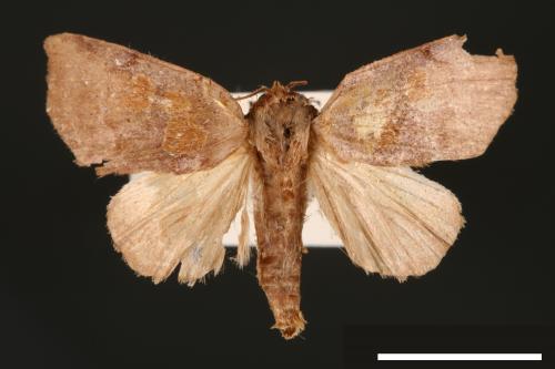 Carea trimacula[00004531]