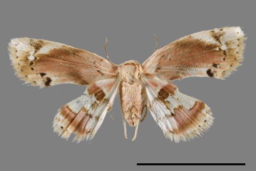 Holocryptis nymphula[00008536]