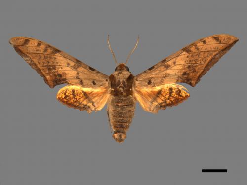 Ambulyx sericeipennis[臺灣鷹翅天蛾][00017445]