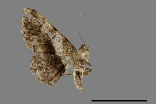 <已分類>Family：Geometridae[尺蠖蛾科][00071502]