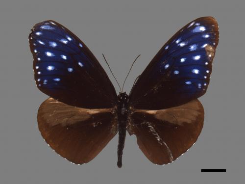 Euploea mulciber barsine[端紫斑蝶][00024831]