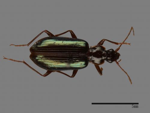 <已分類>Family：Carabidae[步行蟲科][00081977]