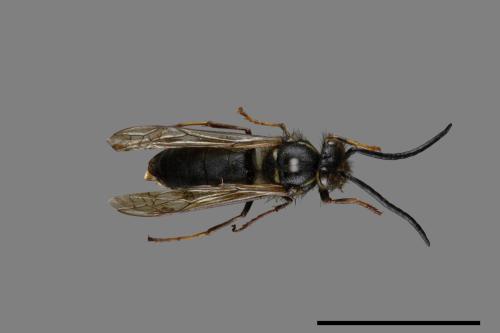 Vespula flaviceps[細黃胡蜂][00073419]