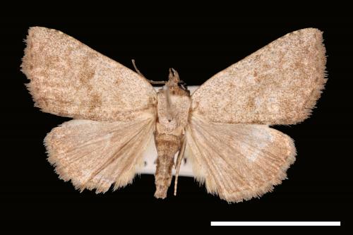 Plecoptera confusa[00008070]