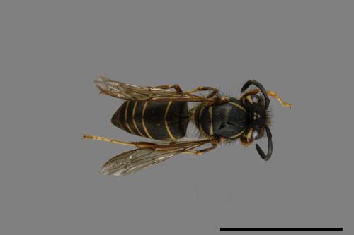 Vespula flaviceps[細黃胡蜂][00073339]