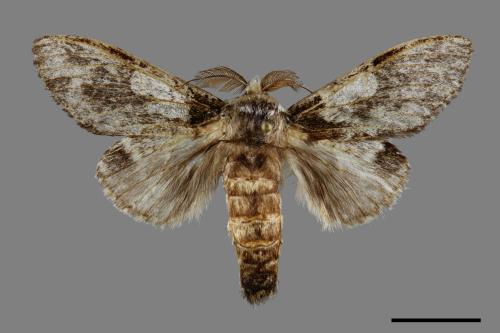 Syntypistis comatus[白斑跨舟蛾][00094813]