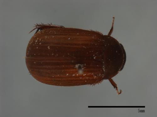 <已分類>Family：Scarabaeidae[金龜子科][00084182]