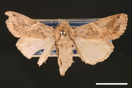 Spodoptera litura[斜紋夜蛾][00002835]