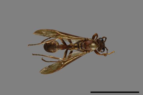 Parapolybia nodosa[叉胸異腹胡蜂][00078733]