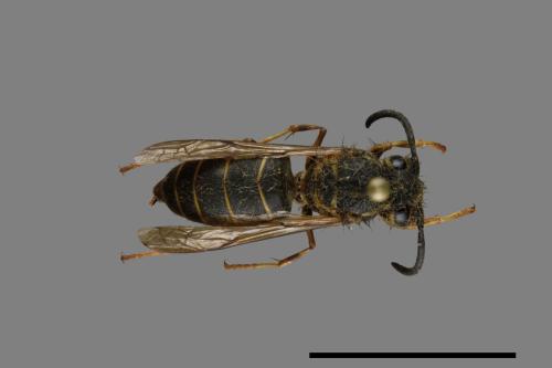 Vespula flaviceps[細黃胡蜂][00073262]