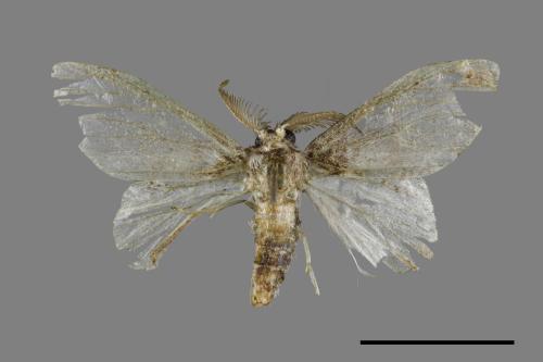 Liparopsis postalbida[中灰舟蛾][00045938]