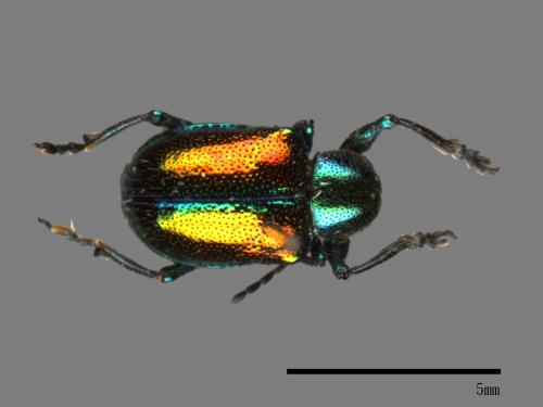 <已分類>Family：Chrysomelidae[金花蟲科][00083884]