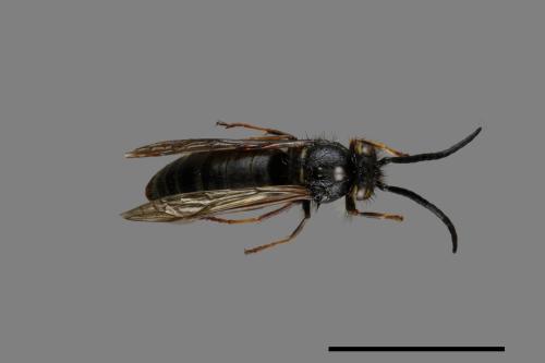 Vespula flaviceps[細黃胡蜂][00072938]