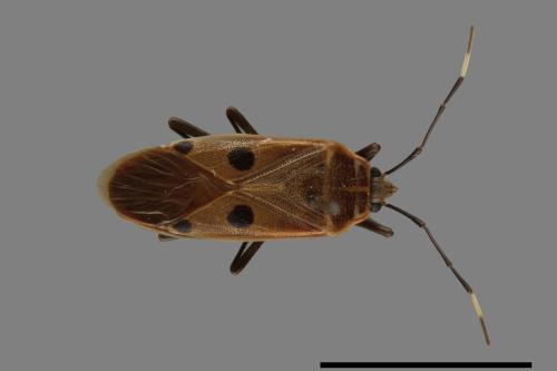 Physopelta quadriguttata[00040960]
