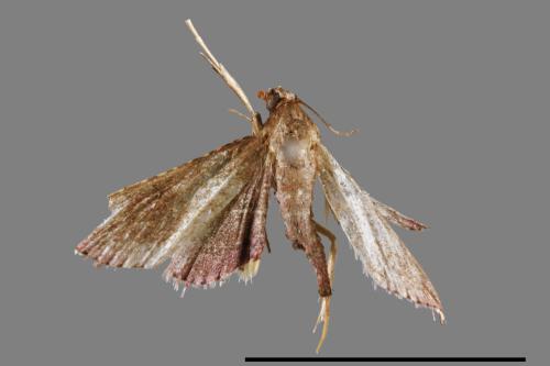 <已分類>Family：Crambidae[草螟科][00064862]