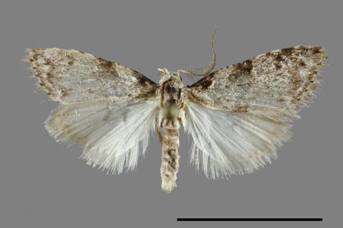 <已分類>Family：Noctuidae[夜蛾科][00091581]