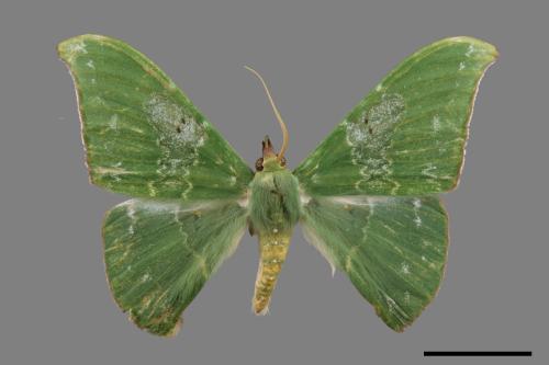 Tanaorhinus viridiluteatus[雙點鐮翅青尺蛾][00019851]