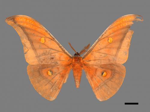 Antheraea formosana[紅目天蠶蛾][00016007]