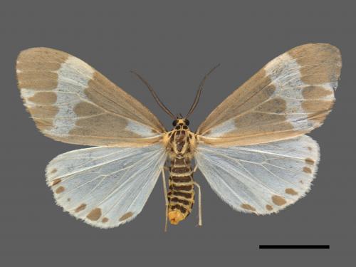 Nyctemera albofasciata[帶紋蝶燈蛾][00057357]