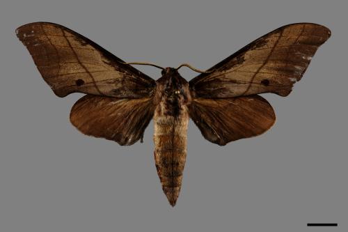Marumba cristata bukaiana[直翅六點天蛾][00091330]