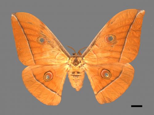 Antheraea pernyi[姬透目天蠶蛾][00090615]