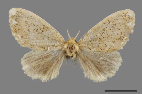 Euproctis inornata[00053606]